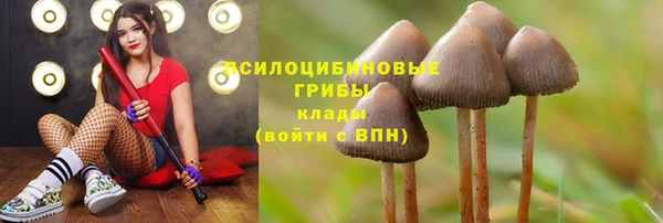 прущие грибы Краснотурьинск